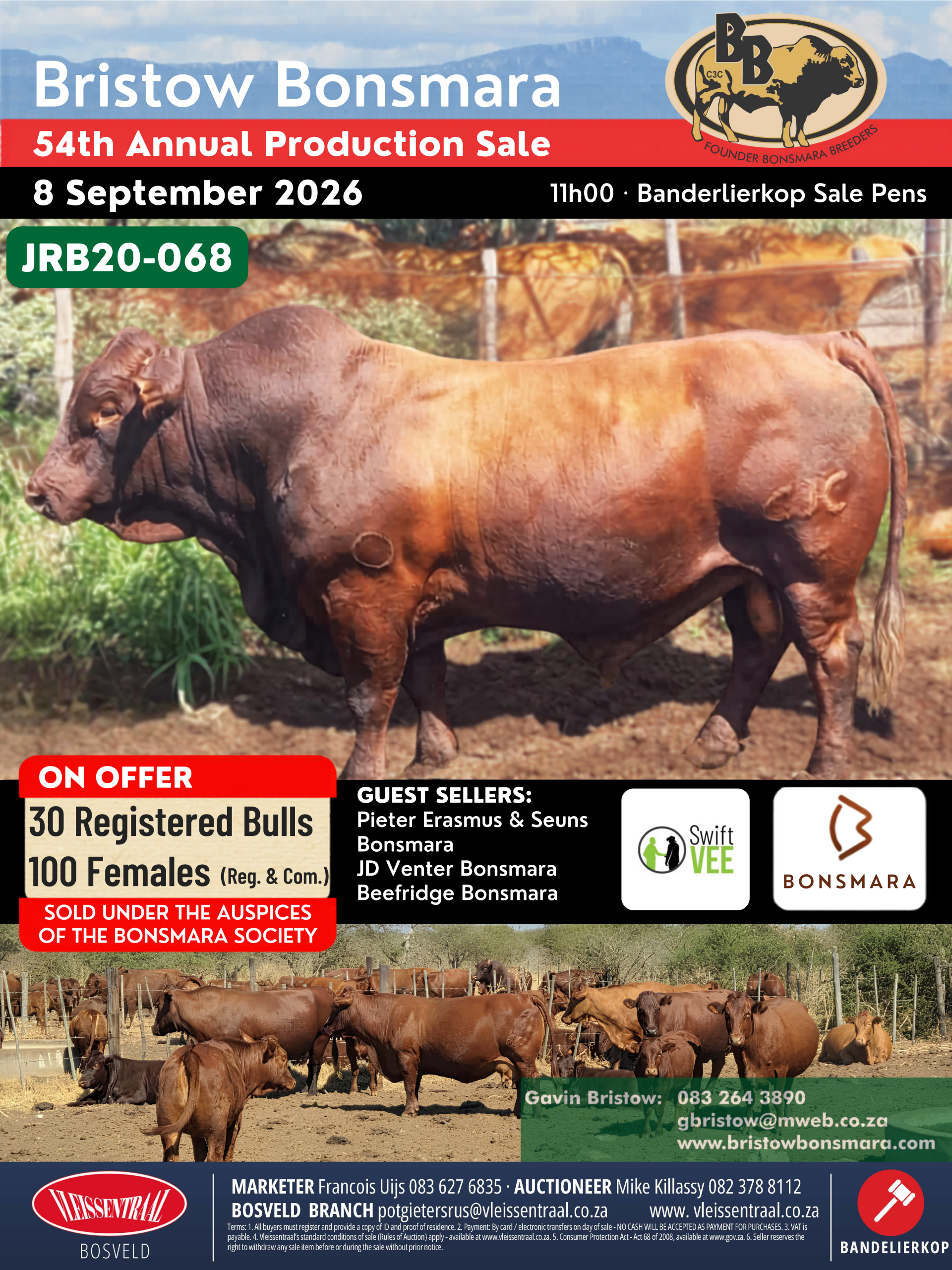 Official sale flyer — 30 registered bulls and 100 females on offer, 8 September 2026